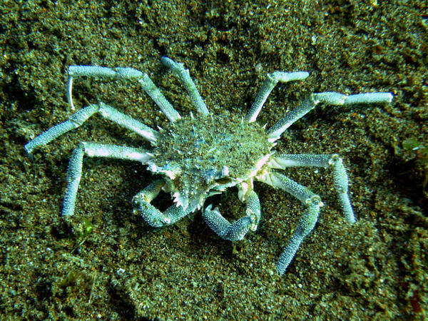 crabe araignée ou araignée de mer ?