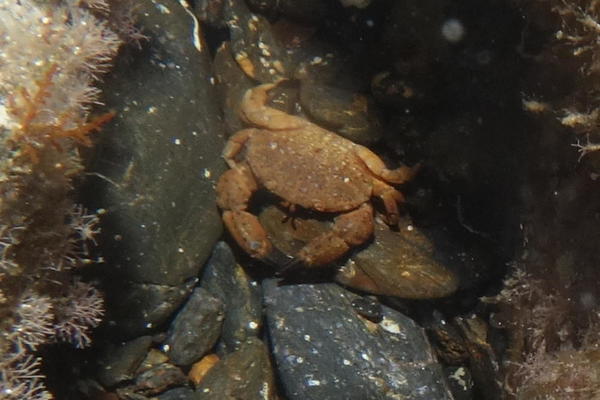 Crabe aux pinces noires