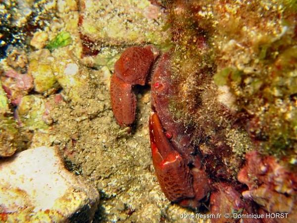 Crabe aux yeux rouges ?