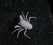 Crabe aveugle de Lanzarote