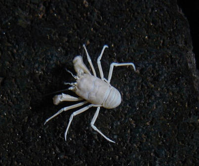 Crabe aveugle de Lanzarote