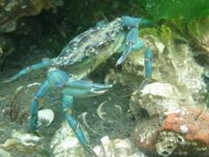 Crabe bleu