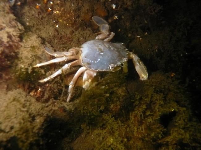 Crabe Bleuté