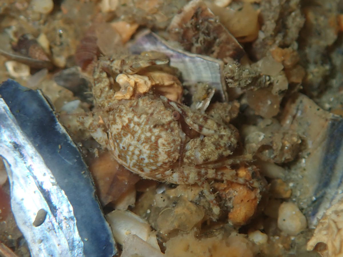 Crabe breton