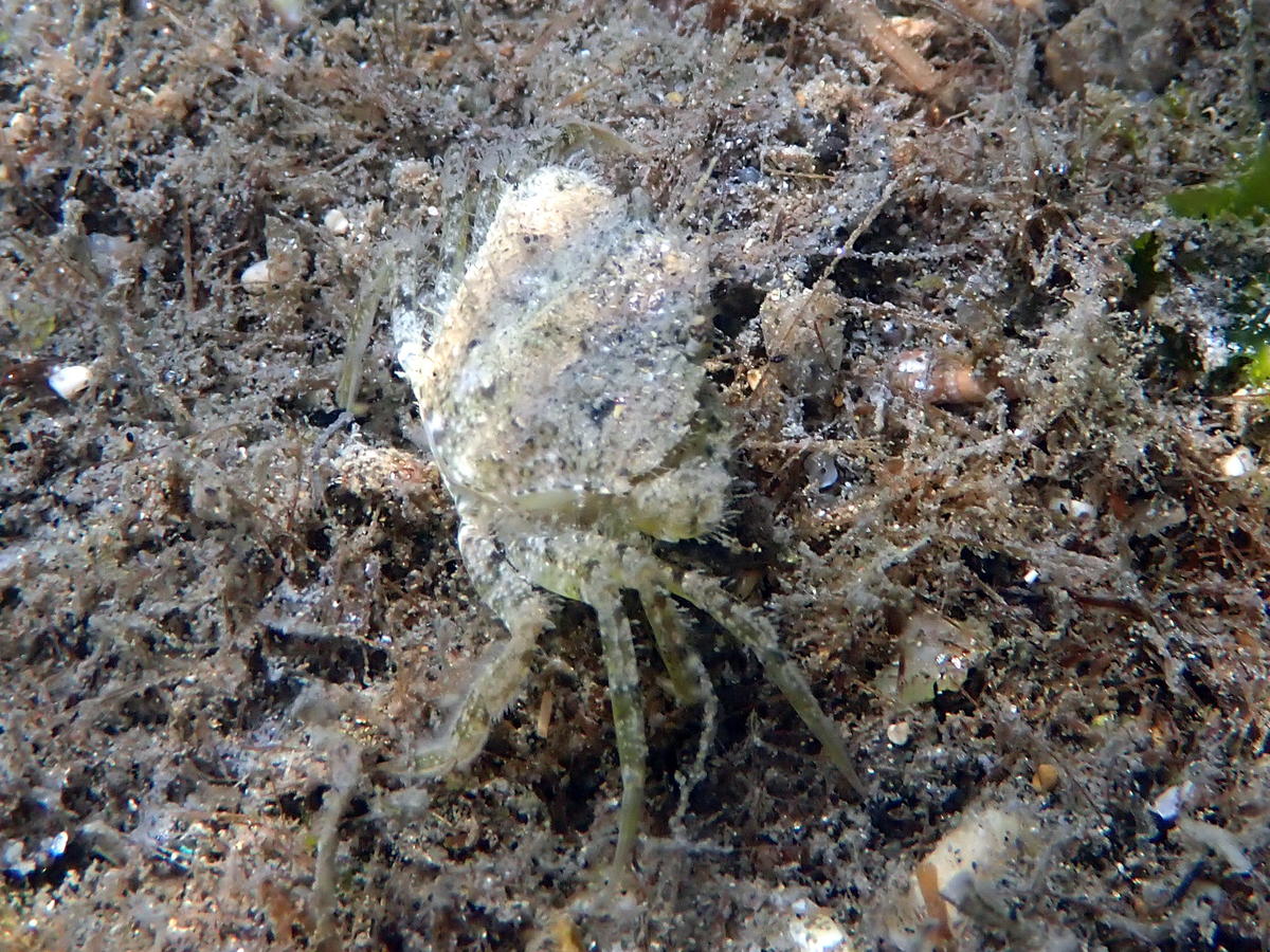 Crabe camouflé