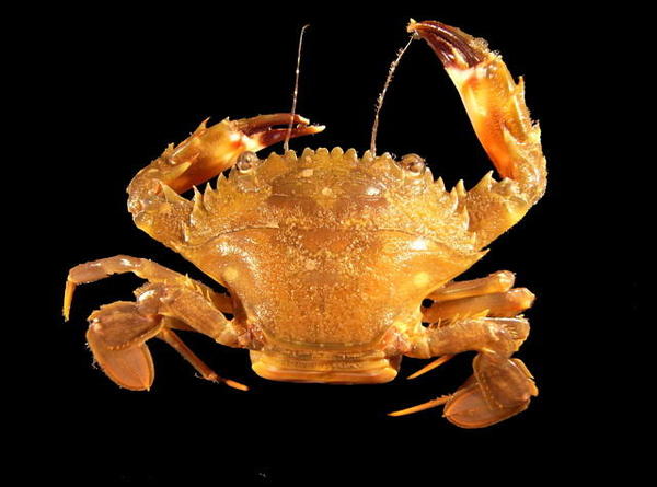 Crabe Charybdis hellerii ? (caraïbes)