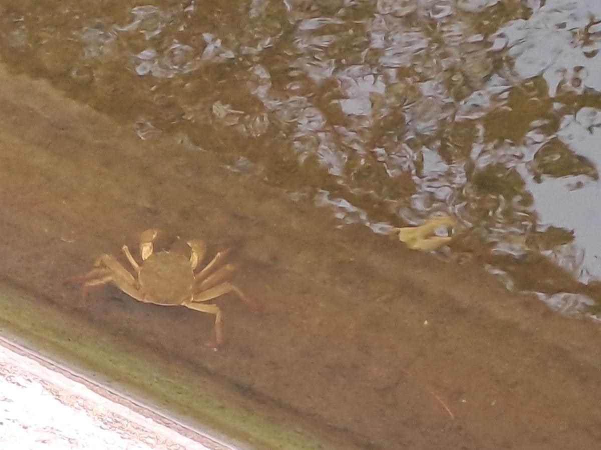 crabe chinois en Normandie ?