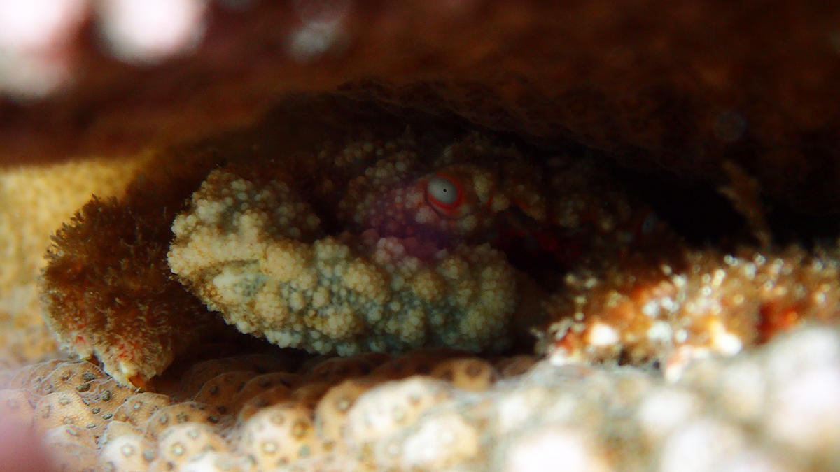 crabe colonie corallienne