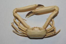 Crabe conservé depuis 35 ans 