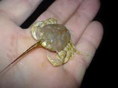 crabe corne