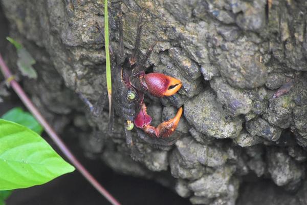 Crabe d'eau douce - Guadeloupe