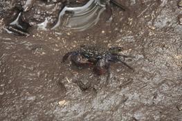 Crabe d'une mangrove de Mahé (Seychelles)