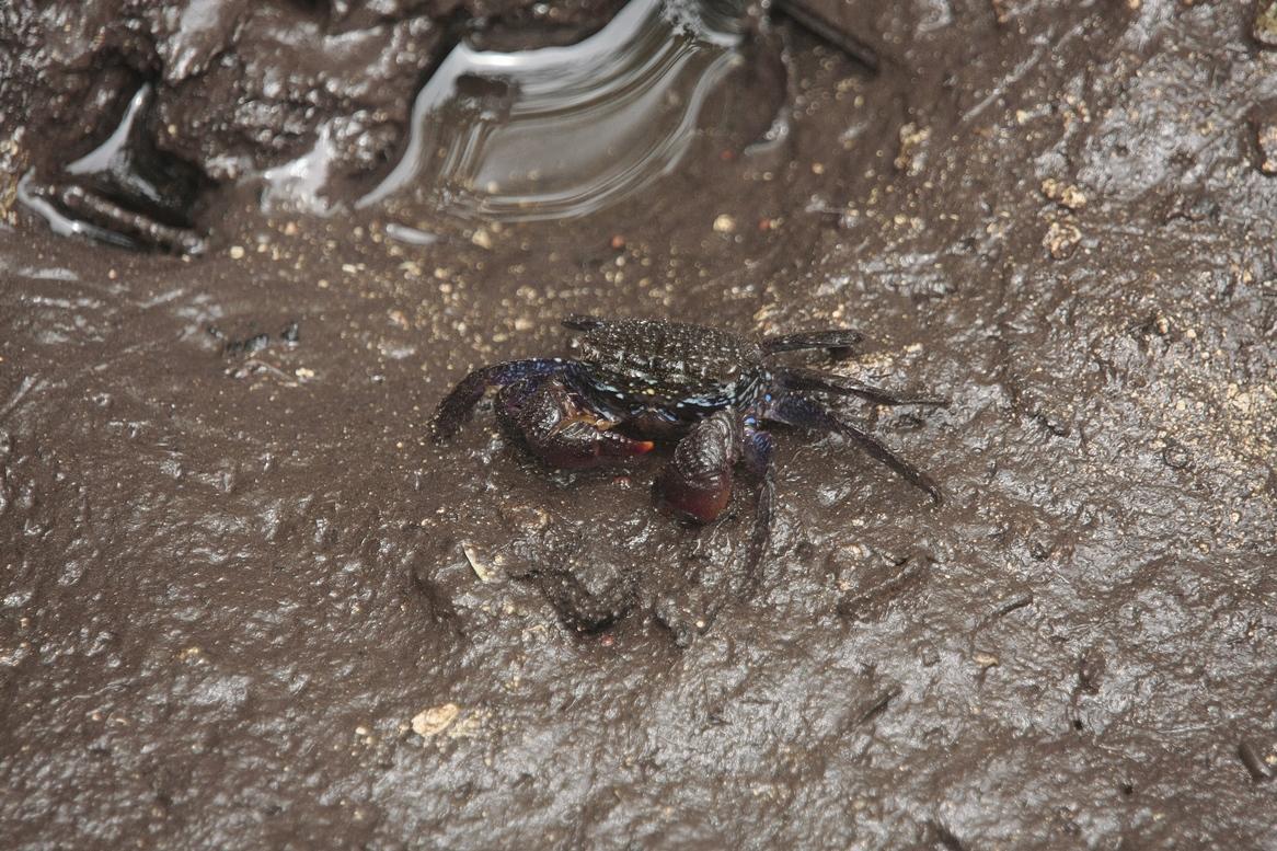 Crabe d'une mangrove de Mahé (Seychelles)