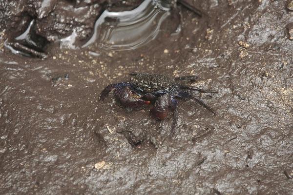 Crabe d'une mangrove de Mahé (Seychelles)