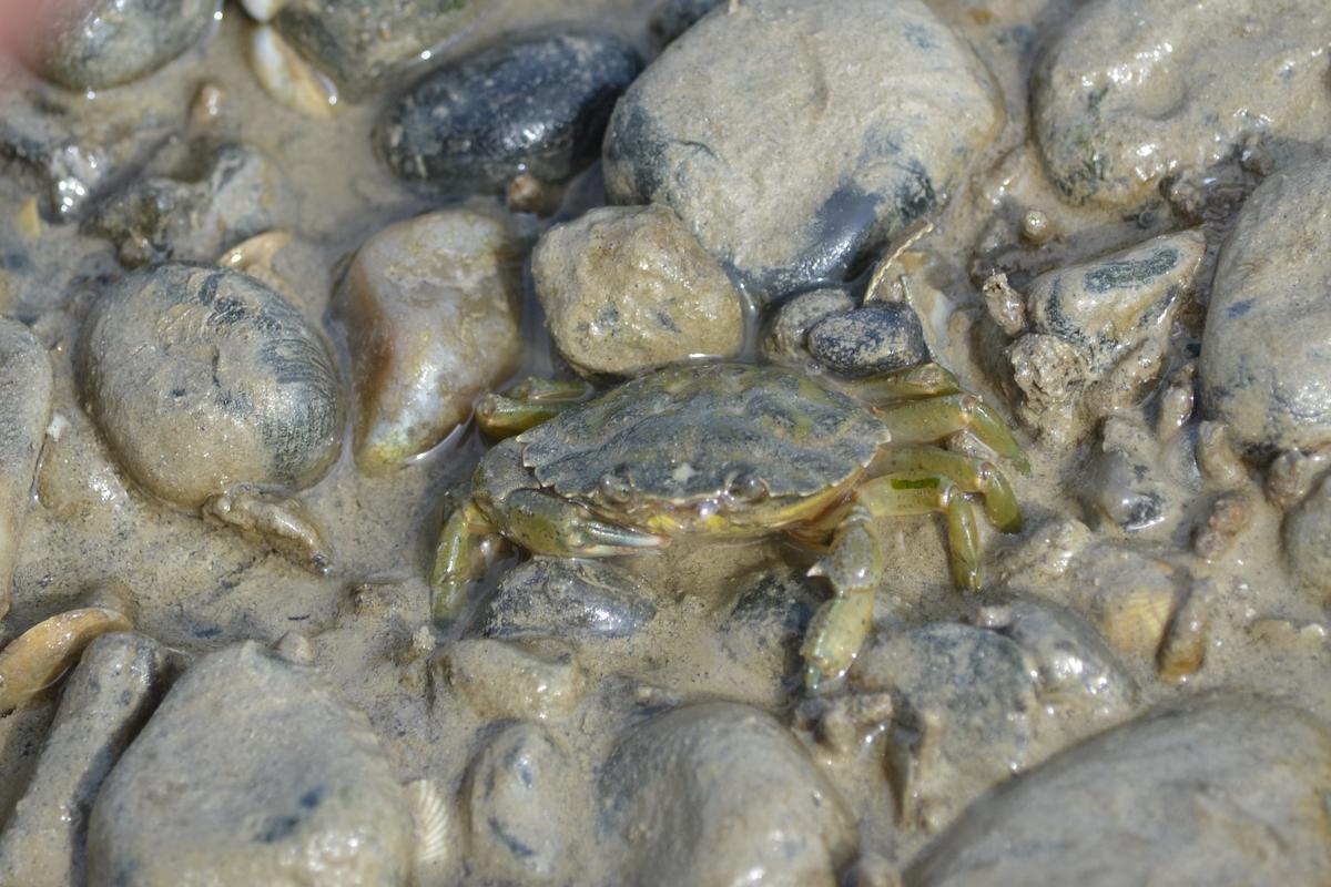 Crabe de Baie de Somme : Carcinus maenas ?