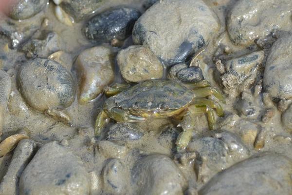 Crabe de Baie de Somme : Carcinus maenas ?