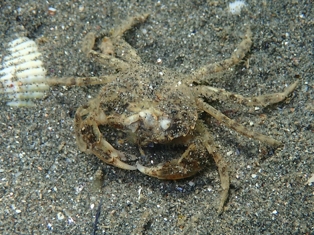 Crabe de l'étang de Berre