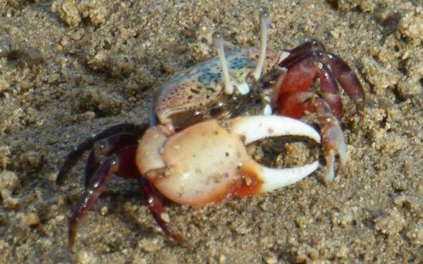 Crabe de l'île Maurice