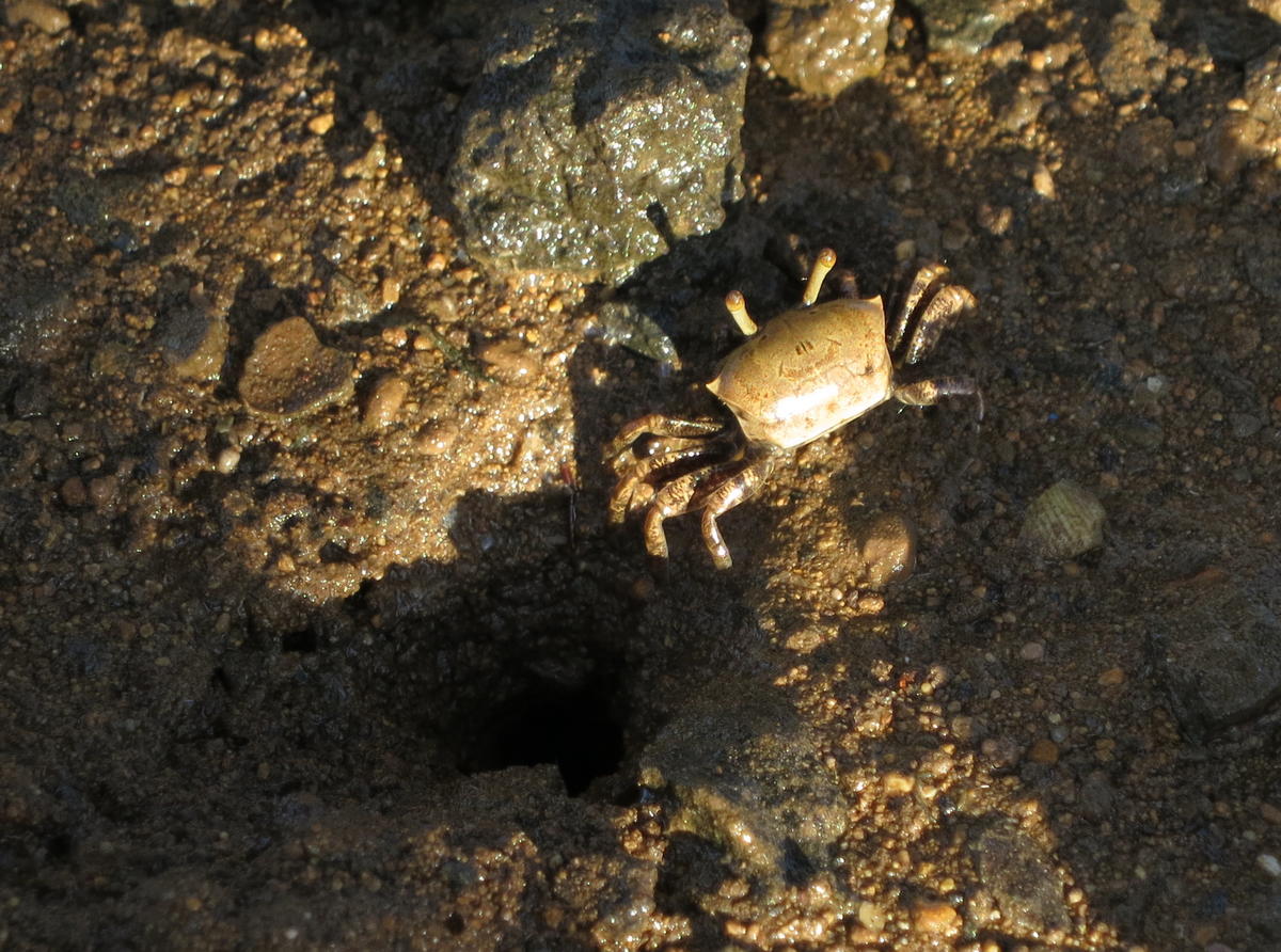 Crabe de mangrove à Mayotte