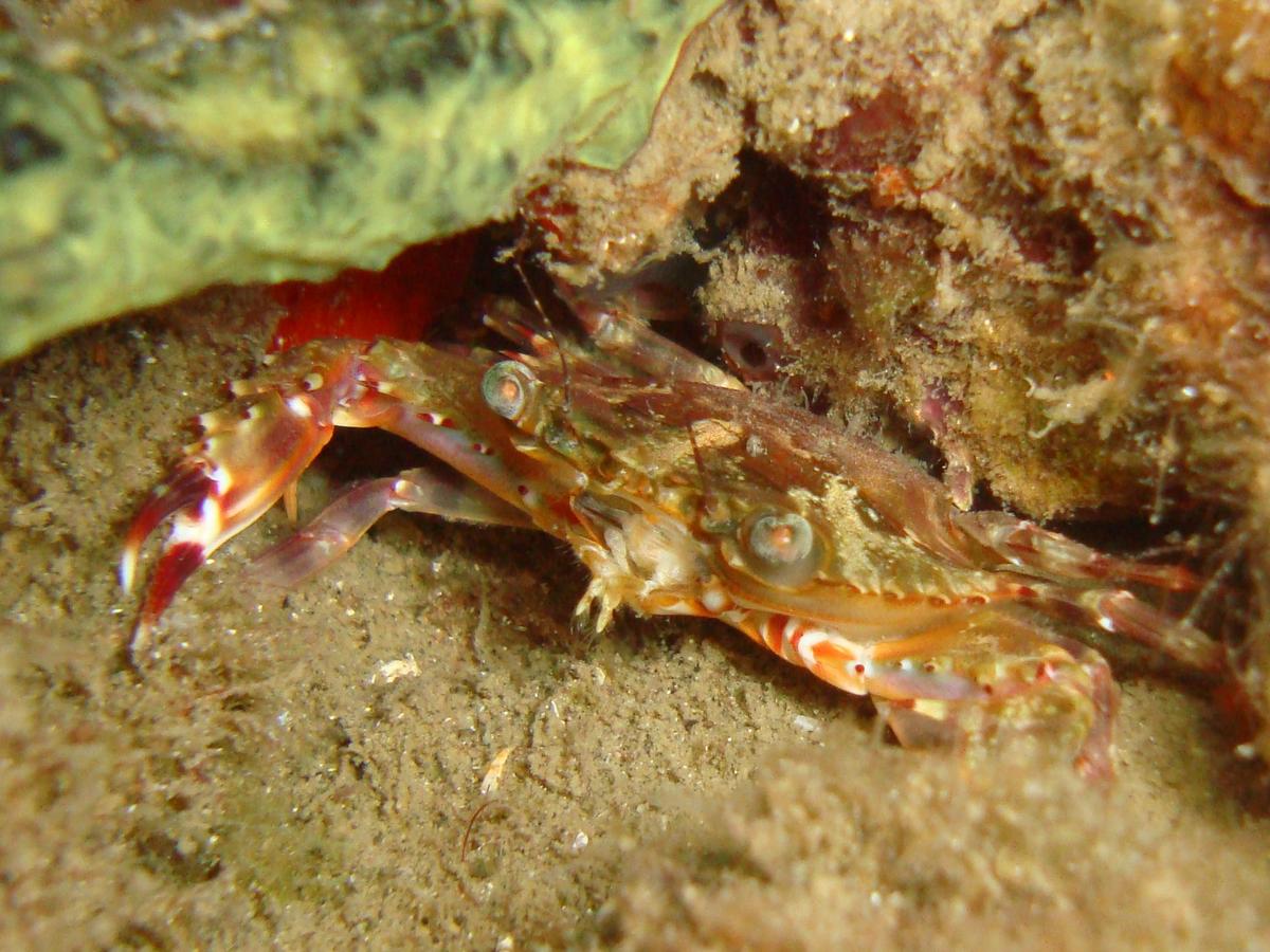 Crabe de Martinique