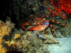 crabe de nuit