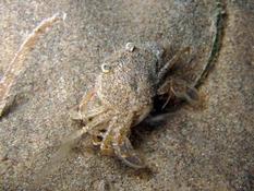 Crabe de sable