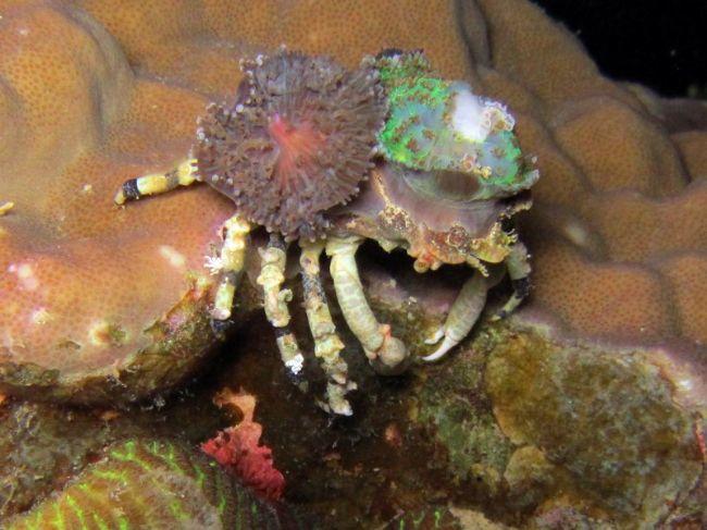 J'ai deux photos avec les deux crabs.<br />Celui avec le Anemone sur la tête est Cyclocoeloma tuberculata/Decorator Spider Crab (Philipines)<br /><...