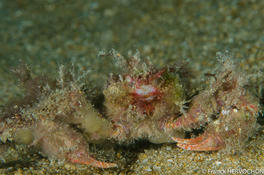 Crabe décoré
