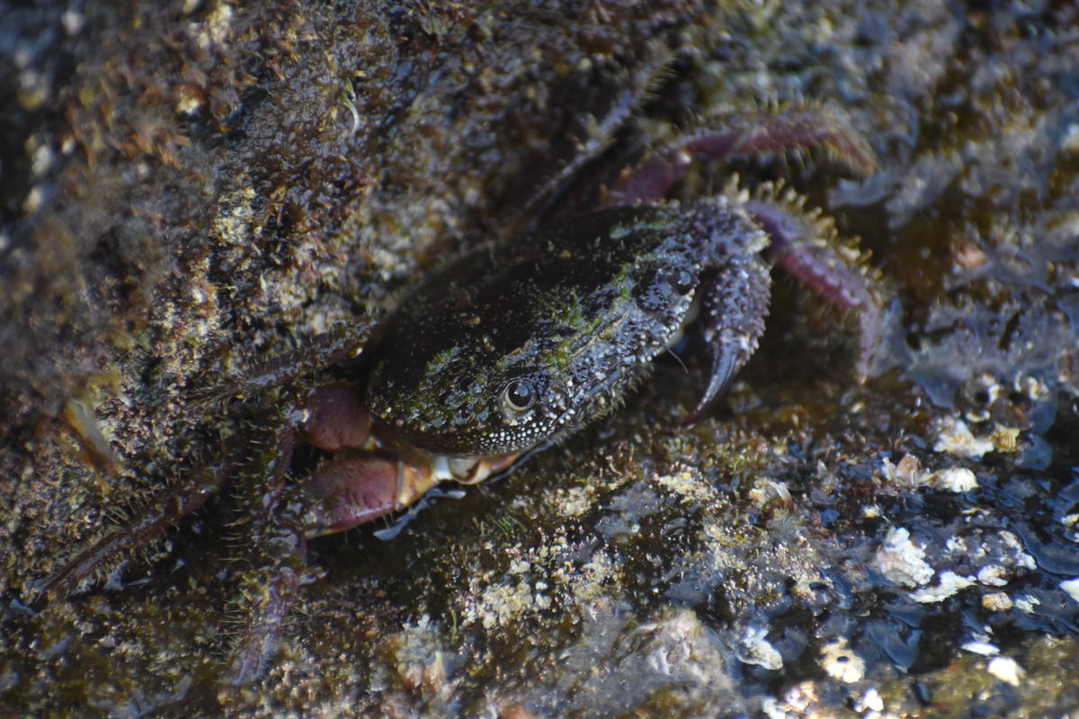 Crabe des Açores, 2