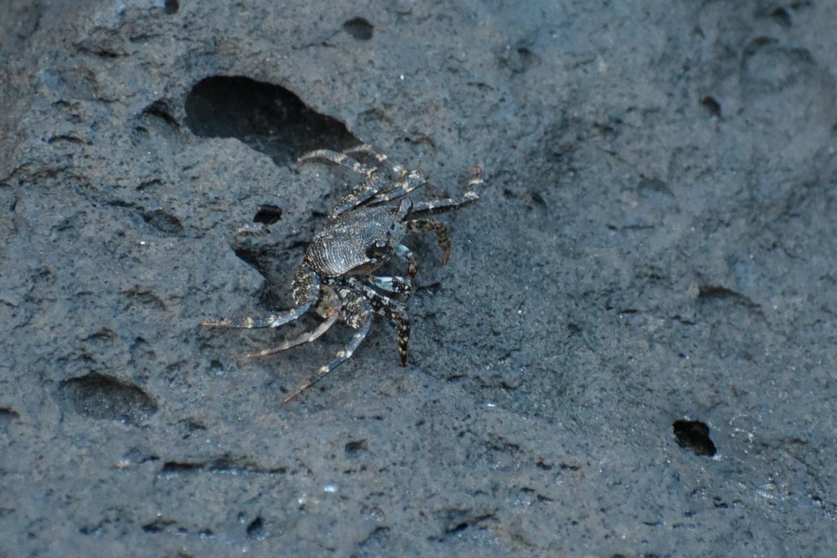 Crabe des Açores (Grapsus sp. ?)