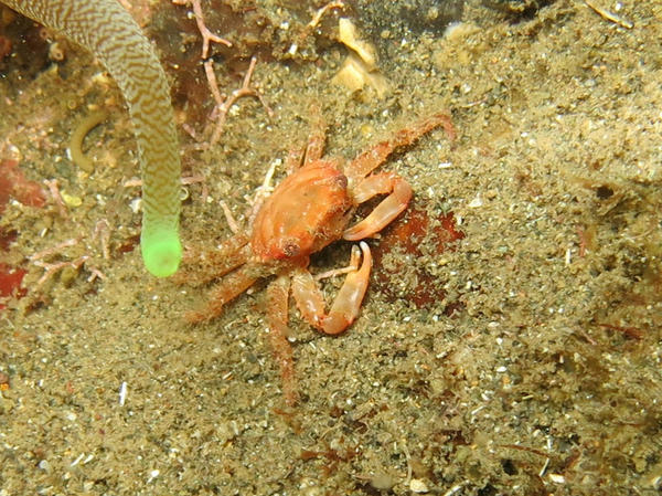 Crabe des Antilles, Mithraculus forceps?