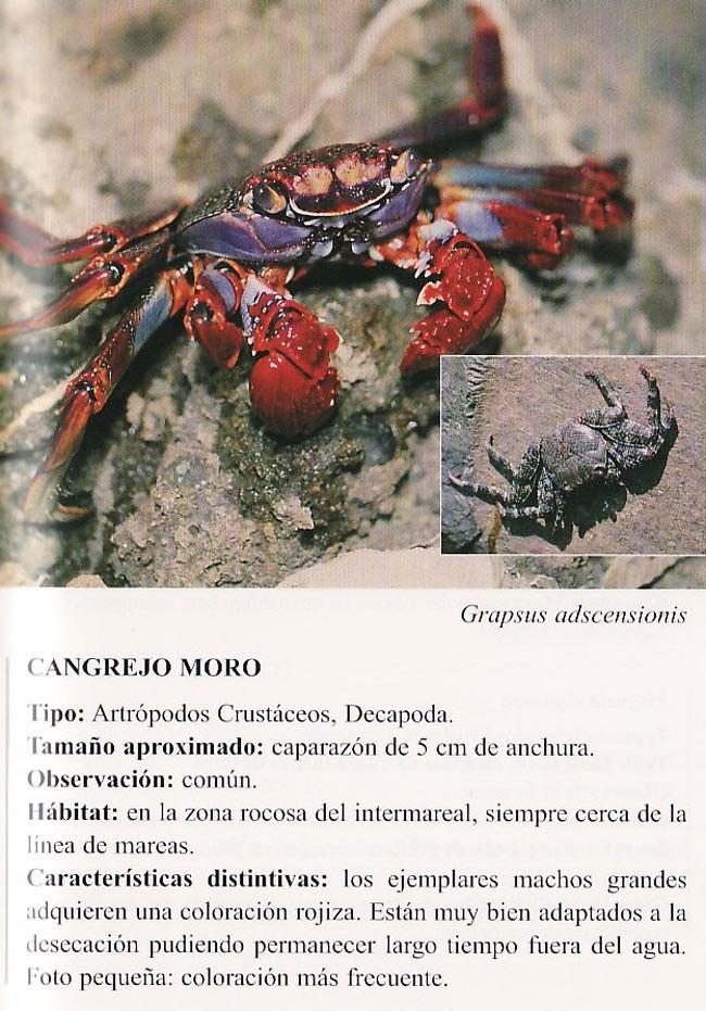 <em>Grapsus adscensionis</em> correspond bien par rapport à la fiche du petit bouquin de Sergio Hanquet (100 invertebrados marinos de Canarias)