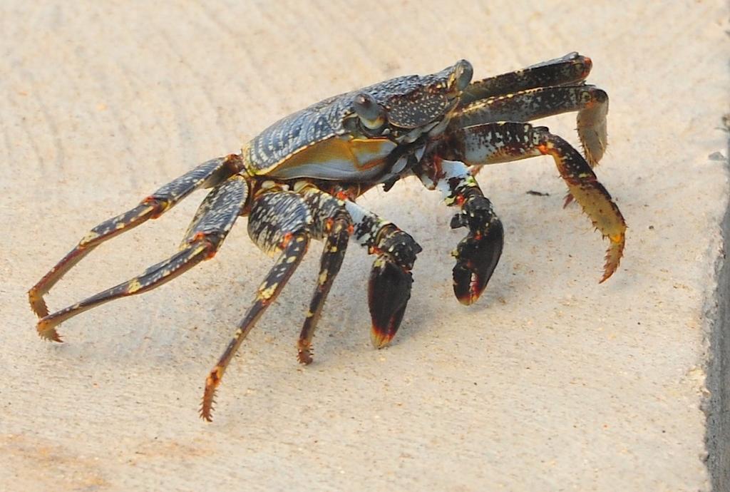<p>Je crois qu'il s'agit d'un crabe zagaya (Grapsus grapsus)? Sur la plage de Malendure, sur le sable, pas sur des rochers.</p>