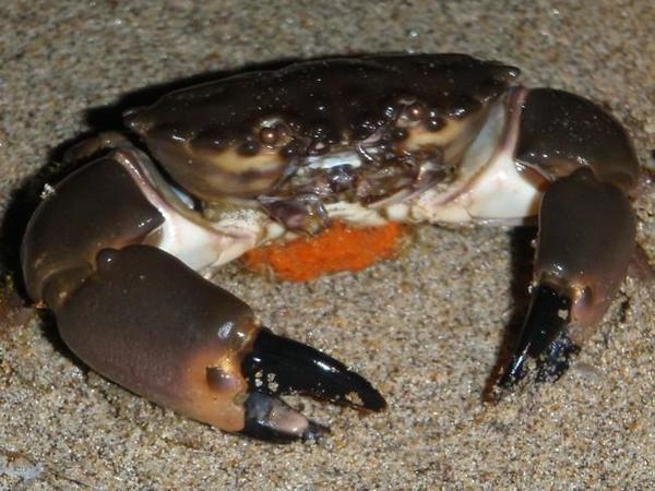 Crabe du Cameroun