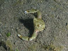 Crabe du détroit de Lembeh