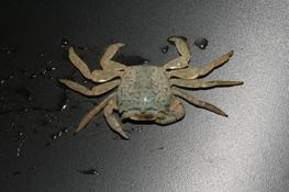 crabe épibiontique tortue caouanne
