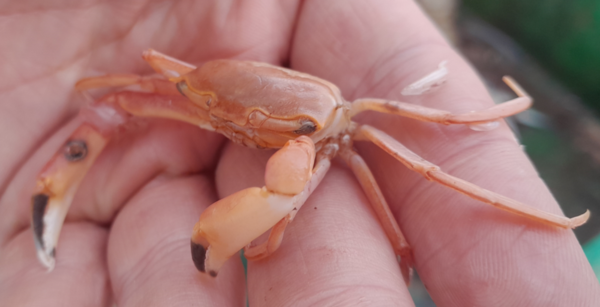 Crabe etrange à Douarnenez