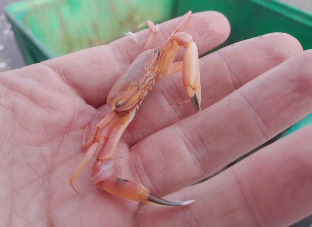 <p>Effectivement ça ressemble beaucoup à Gonoplax rhomboides avec des bras plus réduits, en voilà une autre photo ou on reconnaît bien leur disposi...