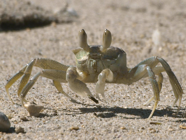 Mon crazy crabe  La Grande Récré La Réunion