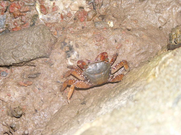 Crabe guyanais 2 