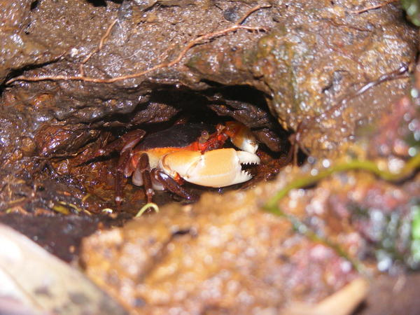 Crabe guyanais 3