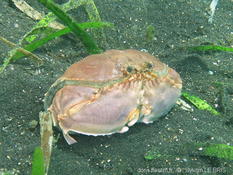 Crabe honteux