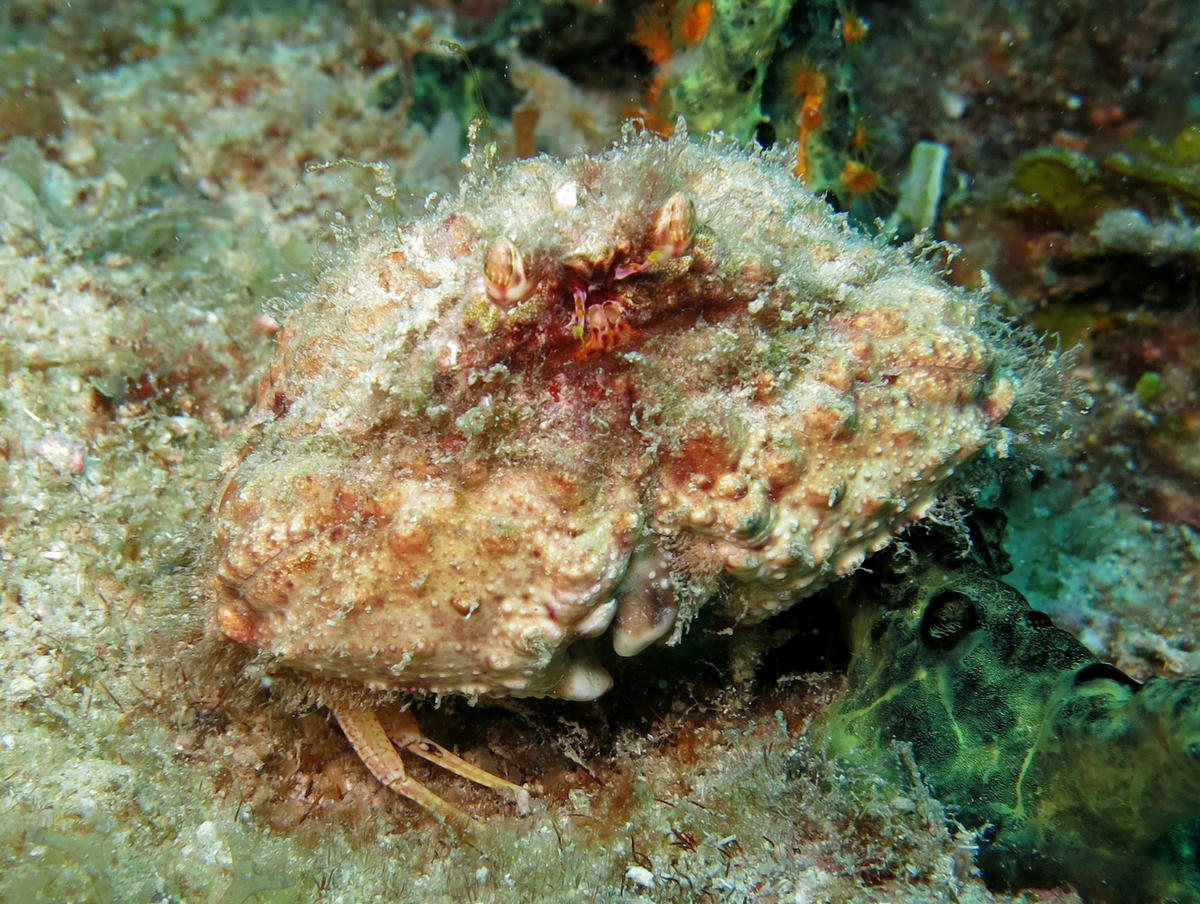 Crabe honteux caraibes, Calappa sp