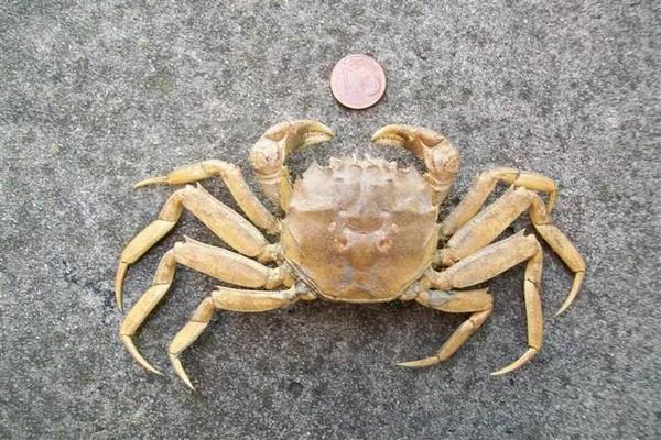 Crabe japonais Garonne ?