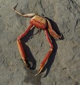 Crabe laisse de mer