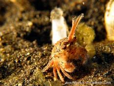 Crabe licorne
