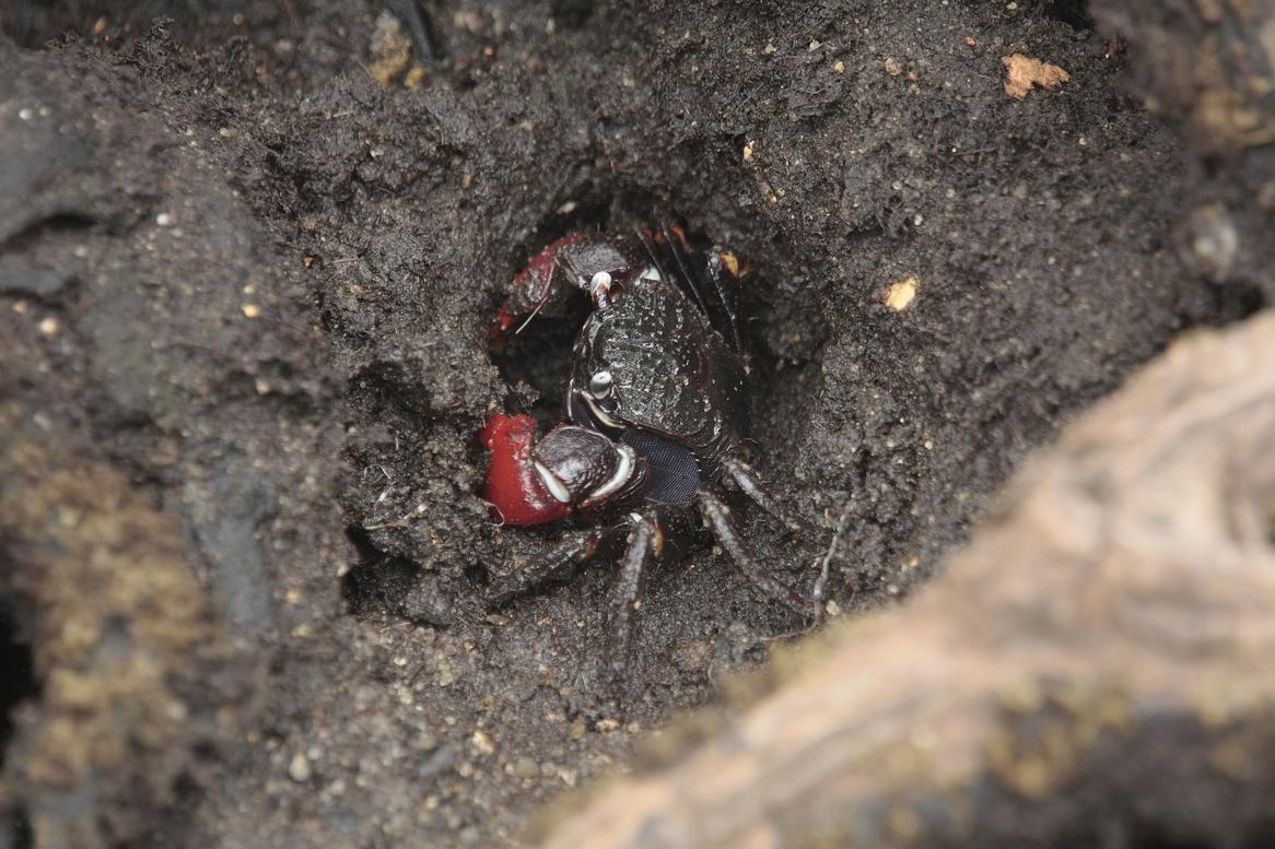 Crabe Mahé suite