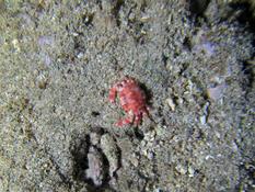 Crabe mahorais
