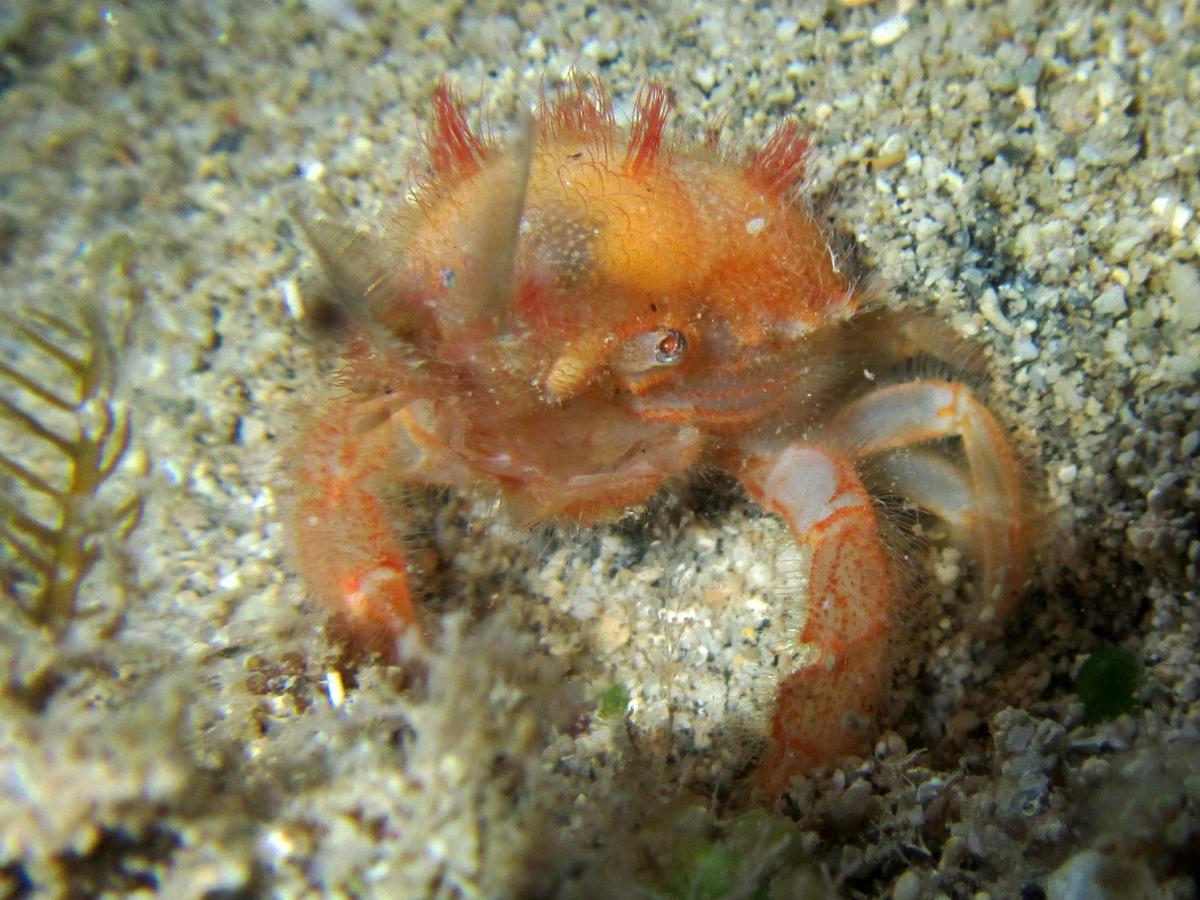 Crabe mahorais