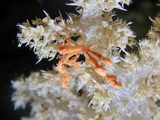 Crabe mahorais